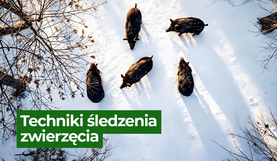 techniki śledzenia zwierzęcia
